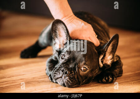 Junge schwarze französische Bulldogge Hund Welpe mit weißer Fleck auf Laminatboden Indoor Zuhause sitzen. Frau ist ein junger Hund streicheln. Stockfoto