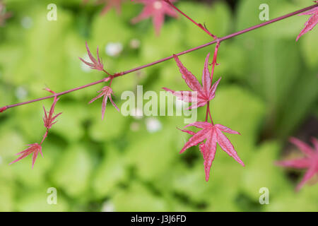 Acer Palmatum "Ginko-San". Aufstrebende japanische Ahornbaum Blätter im Frühling. UK Stockfoto