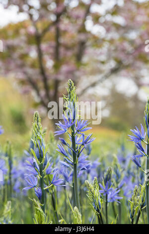 Camassia Leichtlinii. Camas Quamash, Wild Hyazinthe Blumen Stockfoto