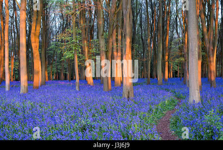 Englischen Bluebells in einem alten Buche und Eiche Holz im morgendlichen Sonnenlicht. Oxfordshire, England Stockfoto