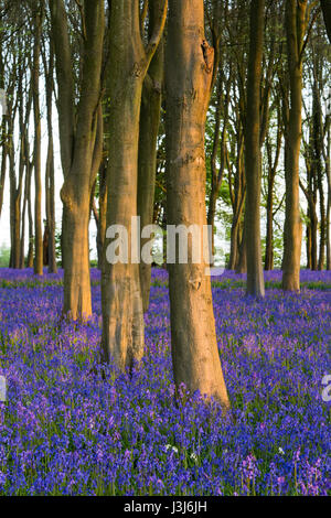 Englischen Bluebells in einem alten Buche und Eiche Holz im morgendlichen Sonnenlicht. Oxfordshire, England Stockfoto