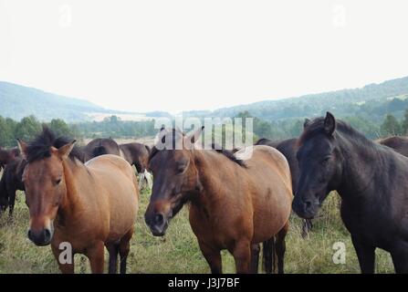 Drei Pferde in den Bergen. Stockfoto