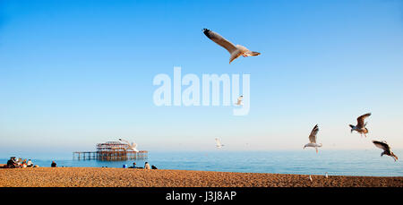 Eine Herde von Möwen fliegt über Brighton Beach an der Südküste von England mit den Ruinen des berühmten West Pier im Hintergrund. Stockfoto