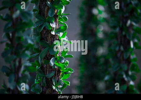 Ocotilo schönen Kaktus Baum mit Nadeln und Blättern in Form eines Kreises. Viele saftige grüne runden Blättern und weißen Dornen. Stamm der ocotillo Stockfoto