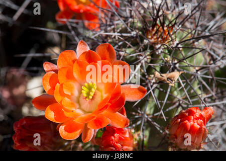 Schöne blühende wilde Wüste Kaktus Blüten, Nahaufnahme. Stockfoto