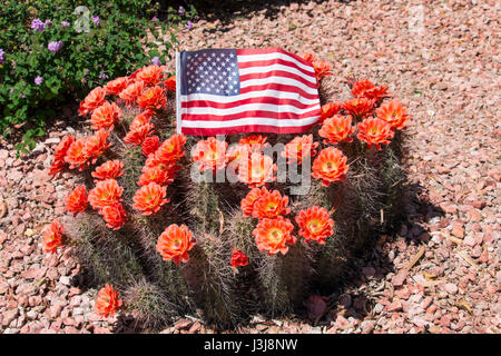 Schöne blühende wilde Wüste Kaktus Blumen und Amerika Fllag oben, Nahaufnahme. Stockfoto