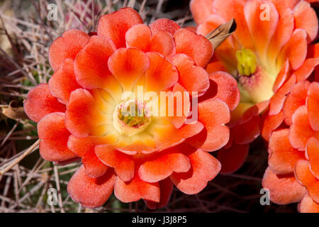 Schöne blühende wilde Wüste Kaktus Blüten, Nahaufnahme. Stockfoto