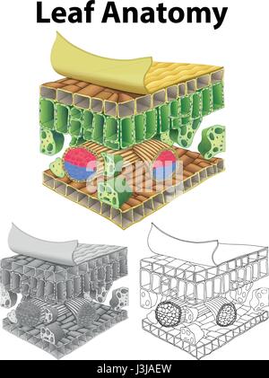 Das Diagramm zeigt Blatt Anatomie in drei Skizzen Abbildung Stock Vektor