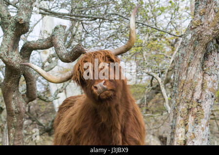Lustig Highland Kuh Kratzen auf Zweig Stockfoto