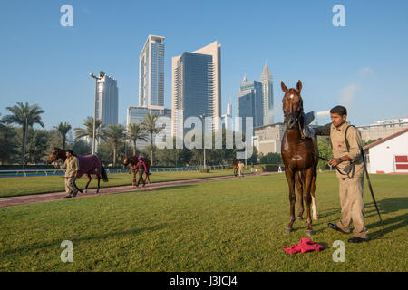 Vereinigte Arabische Emirate - Mann pflegt Pferd mit dem Stadtbild von Dubai im Hintergrund Stockfoto