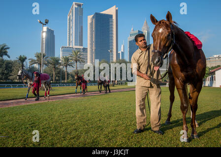 Vereinigte Arabische Emirate - Mann pflegt Pferd mit dem Stadtbild von Dubai im Hintergrund Stockfoto