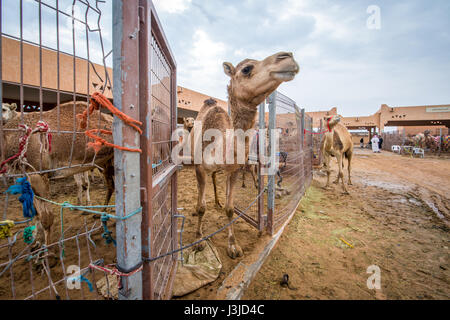 Kamele in gated Stifte auf dem Al Ain Kamelmarkt gehalten befindet sich in Abu Dhabi, Vereinigte Arabische Emirate. Stockfoto