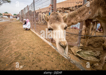 Kamele in gated Stifte auf dem Al Ain Kamelmarkt gehalten befindet sich in Abu Dhabi, Vereinigte Arabische Emirate. Stockfoto