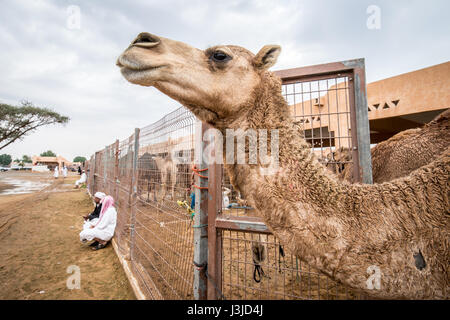 Kamele in gated Stifte auf dem Al Ain Kamelmarkt gehalten befindet sich in Abu Dhabi, Vereinigte Arabische Emirate. Stockfoto