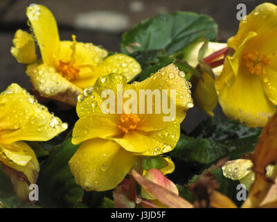 Gelben Blüten mit Wassertropfen Stockfoto