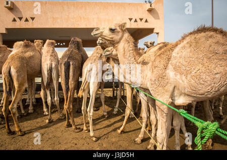 Eine Gruppe von Kamelen auf dem Al Ain Kamelmarkt, befindet sich in Abu Dhabi, Vereinigte Arabische Emirate. Stockfoto