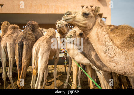 Eine Gruppe von Kamelen auf dem Al Ain Kamelmarkt, befindet sich in Abu Dhabi, Vereinigte Arabische Emirate. Stockfoto