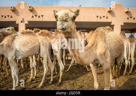 Eine Gruppe von Kamelen auf dem Al Ain Kamelmarkt, befindet sich in Abu Dhabi, Vereinigte Arabische Emirate. Stockfoto