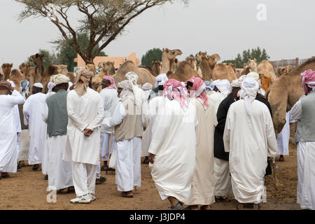 Kamel Händler gehen mit einer großen Gruppe von Kamelen auf dem Al Ain Kamelmarkt, befindet sich in Abu Dhabi, Vereinigte Arabische Emirate. Stockfoto