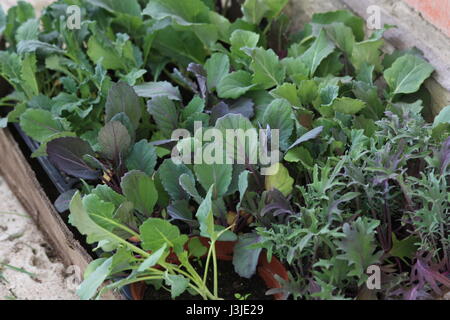 Gemüse Sämling bereit für die Bepflanzung. Roten russischen Kohl, Acinato Kohl, blau geringelt Vates Grünkohl, Blumenkohl, Brokkoli Rosenkohl zu beenden Stockfoto