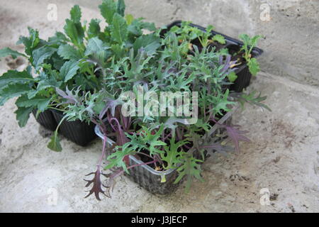 Gemüse Sämling bereit für die Bepflanzung. Roten russischen Kohl, Acinato Kale Ende blau geringelt Vates Kale Stockfoto