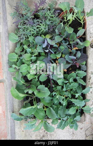 Gemüse Sämling bereit für die Bepflanzung. Roten russischen Kohl, Acinato Kohl, blau geringelt Vates Grünkohl, Blumenkohl, Brokkoli Rosenkohl zu beenden Stockfoto