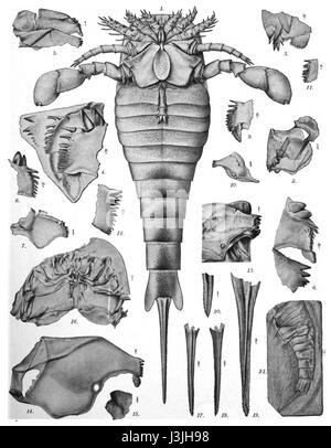 Holm Eurypterus Fischeri Platte 2 Stockfoto