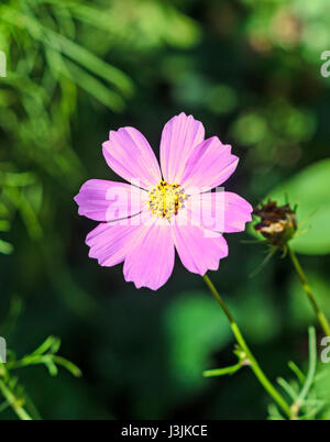 Cosmos Bipinnatus rosa Blume, gemeinhin als der Garten Kosmos oder mexikanische Aster, Nahaufnahme Stockfoto