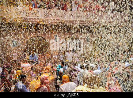 Holi Festiival in Brij, Barasnana, Utttar Pradesh, Indien, Asien Stockfoto