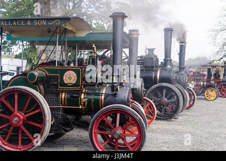 Es tritt Rauch aus den Schornsteinen aus vielen Lokomobile bei einem Steam fair Stockfoto