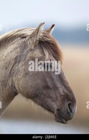 Konik Pony, Porträt von alleinstehenden in Schilfbeetes, Minsmere, Suffolk, Großbritannien Stockfoto