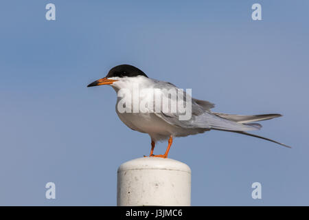 Seeschwalbe (Sterna Hirundo) hocken auf einem Mast. Stockfoto