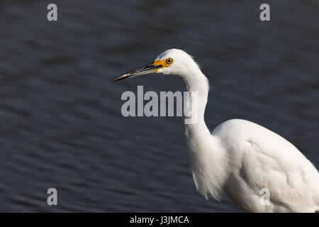 Snowy Silberreiher (Egretta unaufger) auf Nahrungssuche im See. Stockfoto