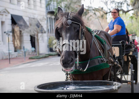 Ein Pferd trinkt aus einem Trog in Savannah, Georgia Stockfoto