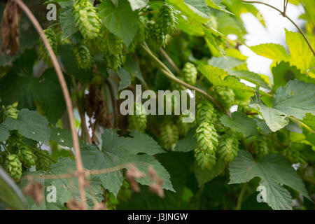 Hop Farm mit Bio Hopfen wächst auf einem Weinstock reif für die Ernte. Stockfoto