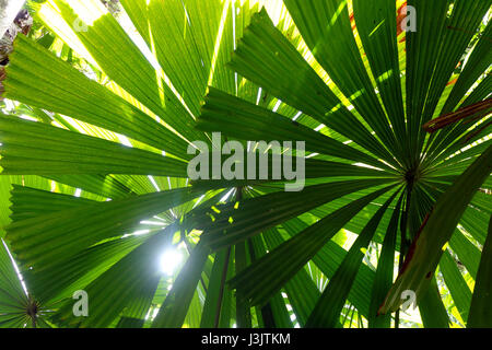 Licuala Fan Palm Frond Detail, Djiru National Park, Mission Beach, Queensland, Australien Stockfoto
