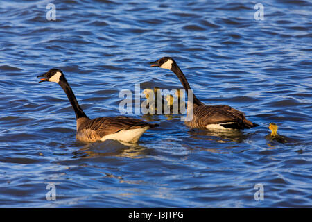 Kanadagans Elternpaar und sechs Gänsel (Branta Canadensis) schweben der späten Nachmittagssonne auf den Gewässern der Block 2 des Bärenfluss Zuflucht, UT Stockfoto