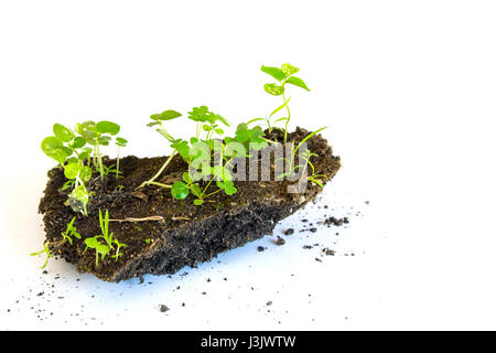 Wachstum-Anlage auf Mini-Soli weißen Hintergrund Stockfoto