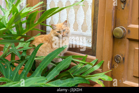Ein rot, Tabby Kater Stockfoto