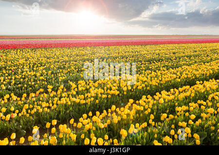 Schönen Gebiet der bunte Tulpen bei Sonnenuntergang Stockfoto