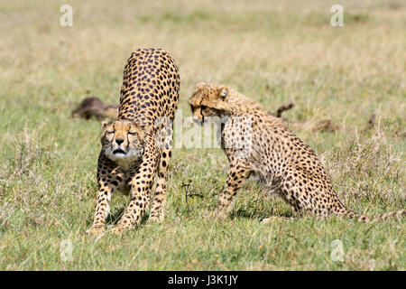 Ein weiblicher Gepard (Acinonyx Jubatus) erstreckt sich während ihrer halbwüchsigen Jungtier blickt auf. OL Pejeta Conservancy, Kenia. Stockfoto