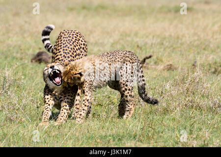 Ein weiblicher Gepard (Acinonyx Jubatus) erstreckt und gähnt, während ihr junges in den Mund schaut. OL Pejeta Conservancy, Kenia. Stockfoto