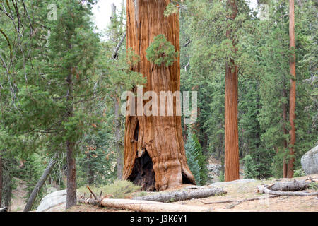 Giant Sequoia Bäume Inn der Sequoia National Park, Kalifornien. Stockfoto