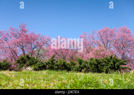 Kirschblüte Weg in Khun Wang Chiang Mai, Thailand. Stockfoto