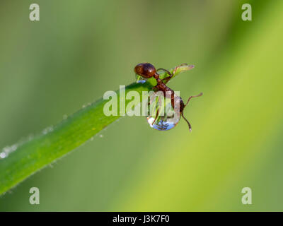 Europäische Feuerameise auf ein Wassertropfen, Myrmica rubra Stockfoto