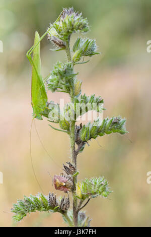 Long – gehörnte Grasshopper (Phaneroptera Falcata) Stockfoto