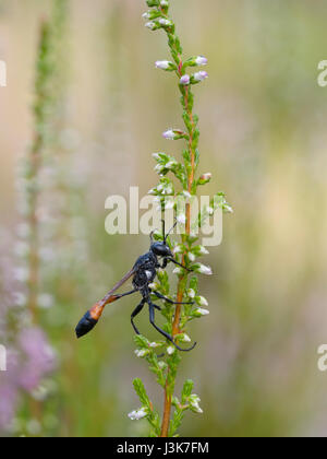 rot-banded Sand Wespe, Ammophila sabulosa Stockfoto