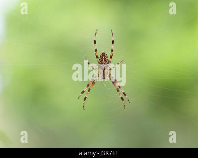 Europäische Gartenkreuzspinne Araneus diadematus Stockfoto