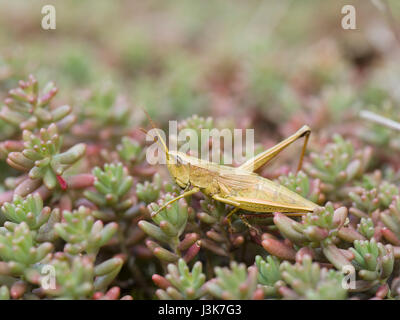 Große goldene Heuschrecke (Chrysochraon Dispar) Stockfoto