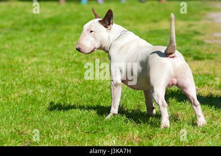 Bull Terrier stehend auf dem Rasen Stockfoto